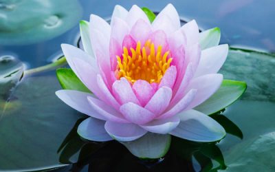 Zdravljenje bolezni in poškodb